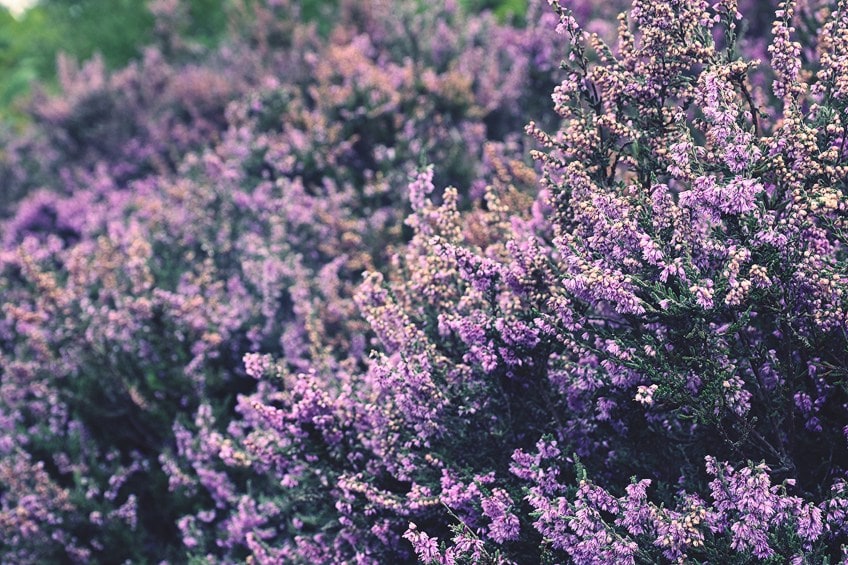 Lavender Purple Shades