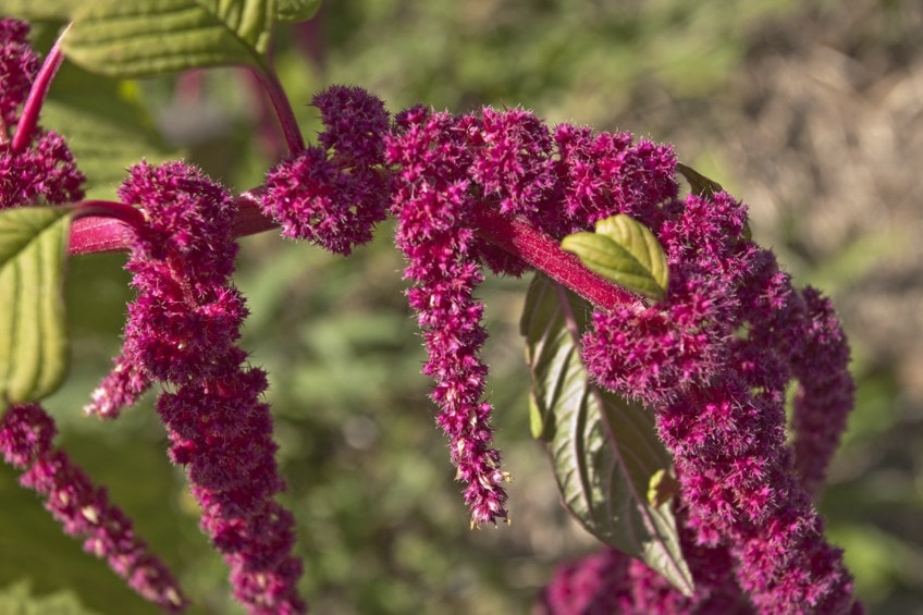 Magenta Purple Shade