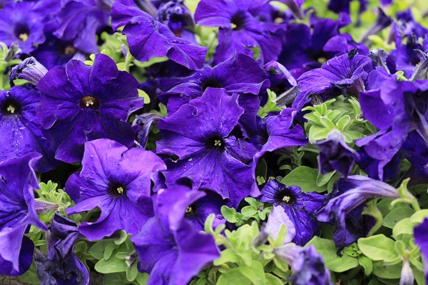 Purple Floral Colors