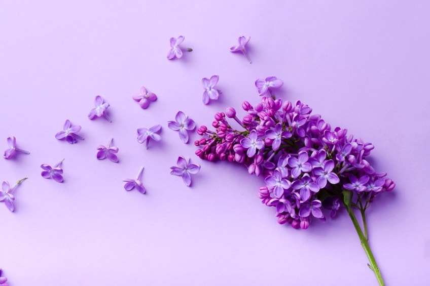 Shades of Purple Wisteria