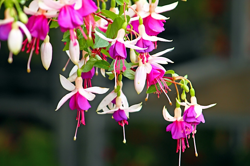 Fuchsia Pink Shade