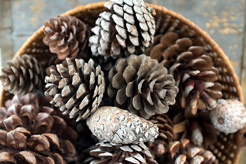 Pine Cone Tertiary Color