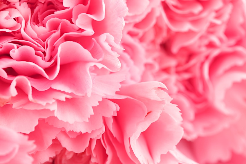 Pink Carnation Shade