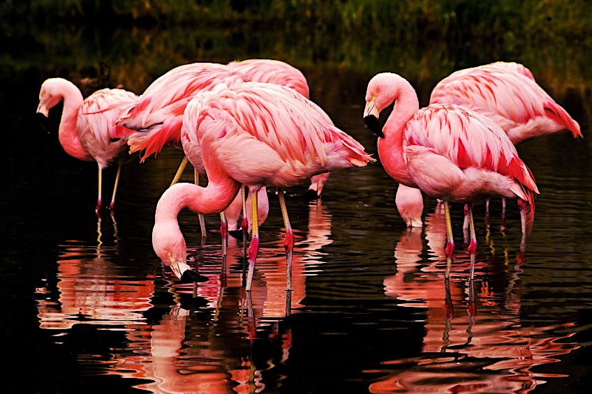 Pink and Black Flamingoes