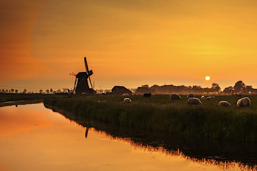 Dutch Orange Landscape