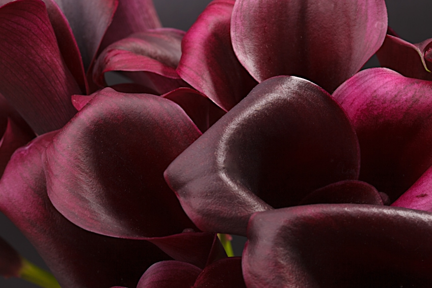 Burgundy Colored Calla Lilies