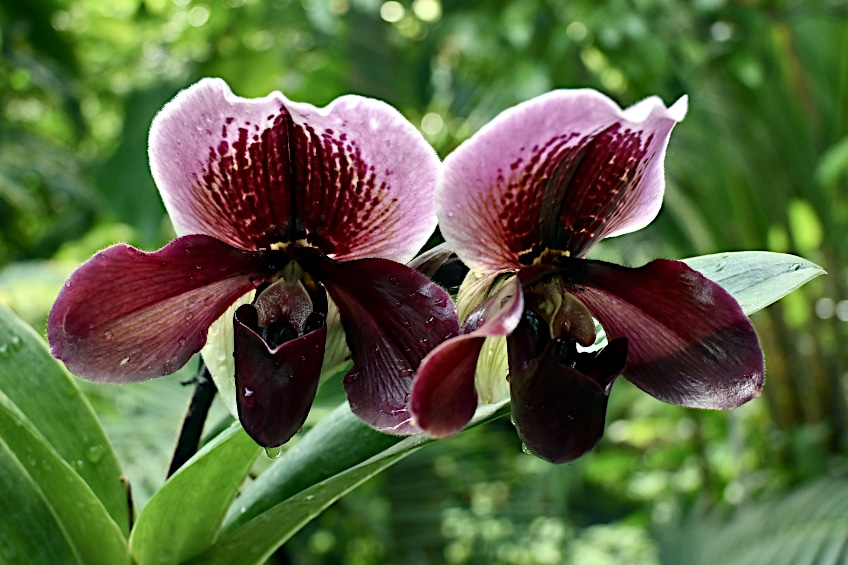 Burgundy Colored Orchid