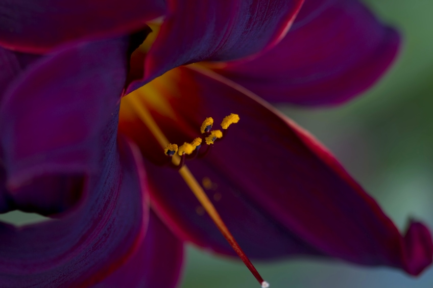 Burgundy Combined with Deep Purple