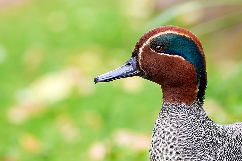 Eurasian Teal Duck