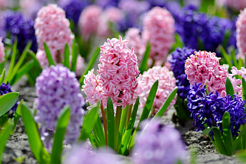 Hyacinth Color Name